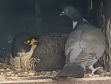 A3Branden's tweet photo. @SomaKazima That falcon was flabbergasted that Ms. Pigeon had the nerve to walk into her home unannounced. https://t.co/8OmG43WOtI