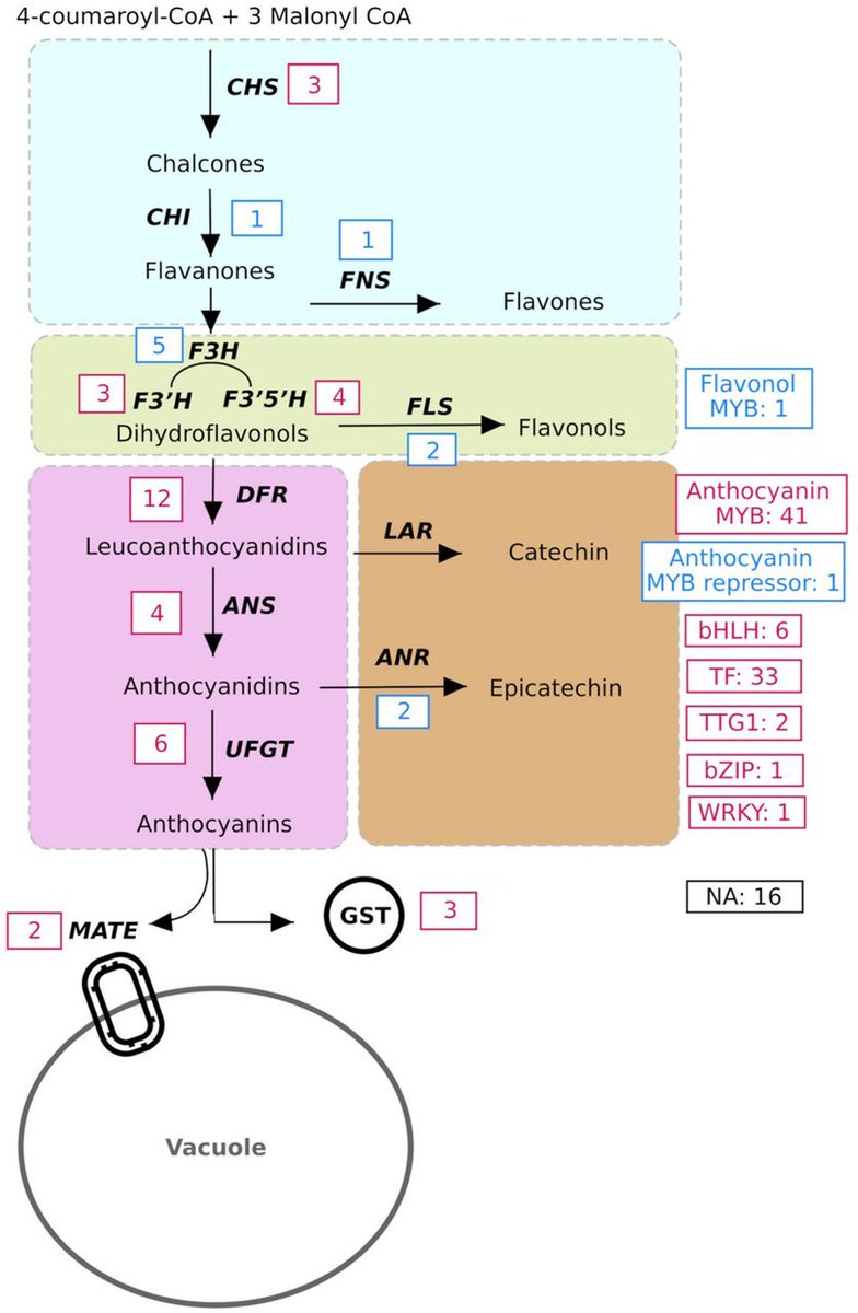 ResearchGenome's tweet photo. Genetic factors explaining anthocyanin pigmentation differences
https://t.co/HmAe6I7LaG
#OpenAccess #PlantSci #CompBiology #DataScience #PhDchat #AcademicChatter https://t.co/KXtRoUPJJi