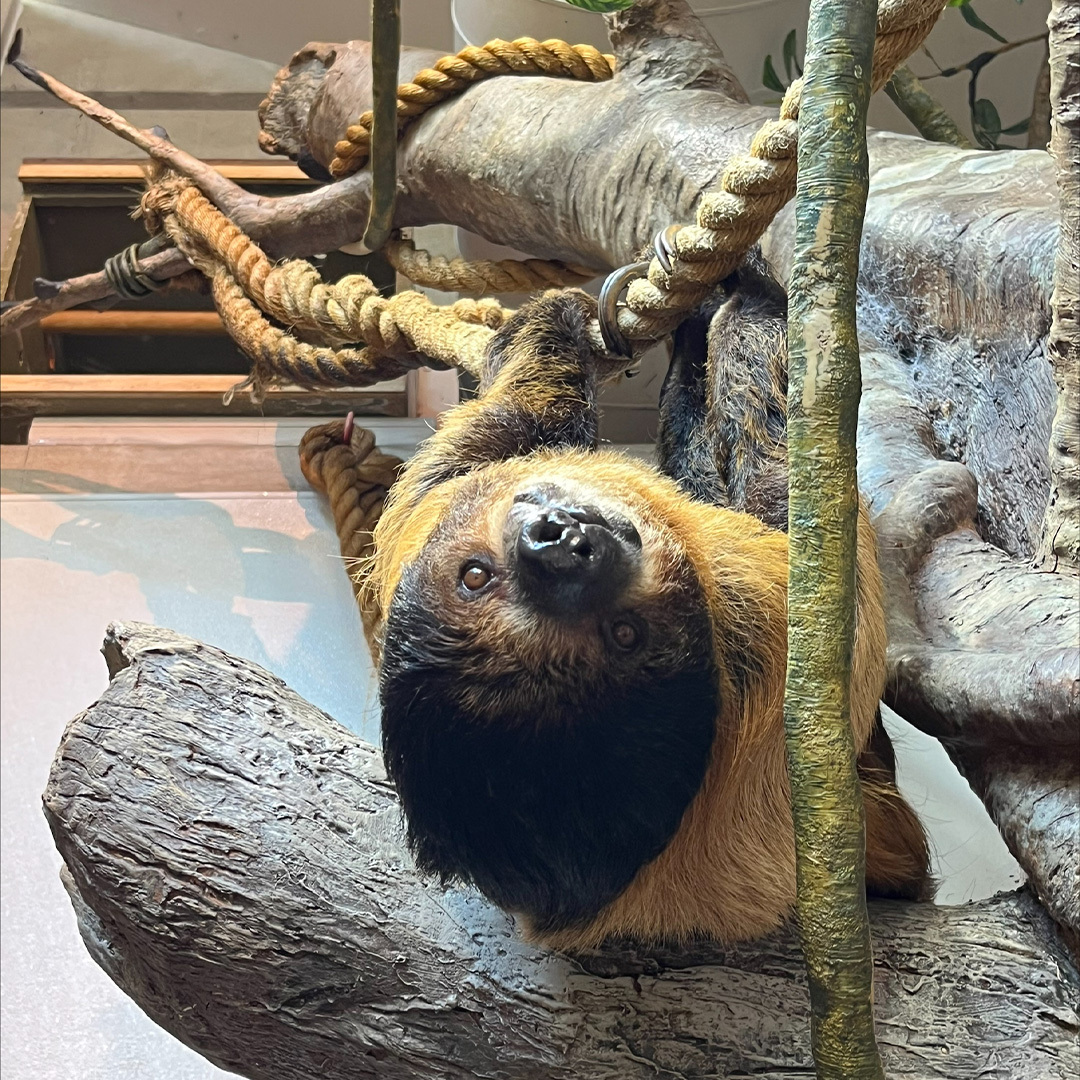 Happy #InternationalSlothDay to our favorite sloth at the @naturalsciences! Counting down the days until we get to see them when the Living Conservatory opens again next year! #ThereNeedsToBeASlothEmojii 😄