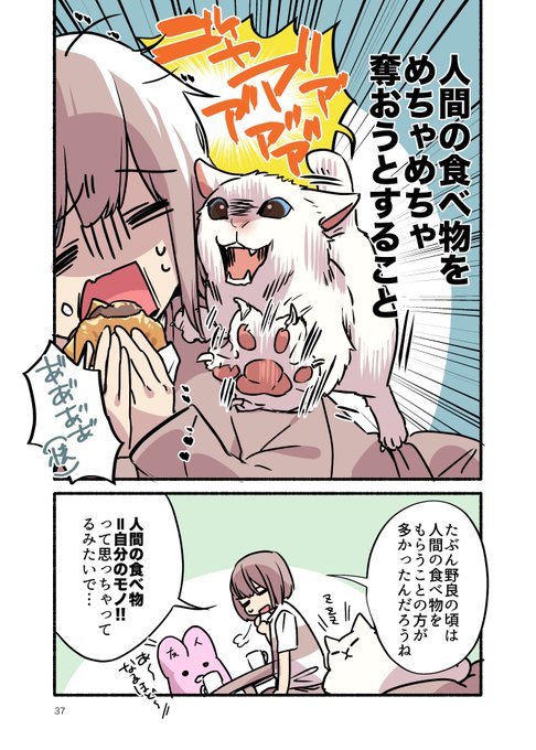人間の食べ物を盗もうとした元野良猫の末路(1/2)
#漫画が読めるハッシュタグ 