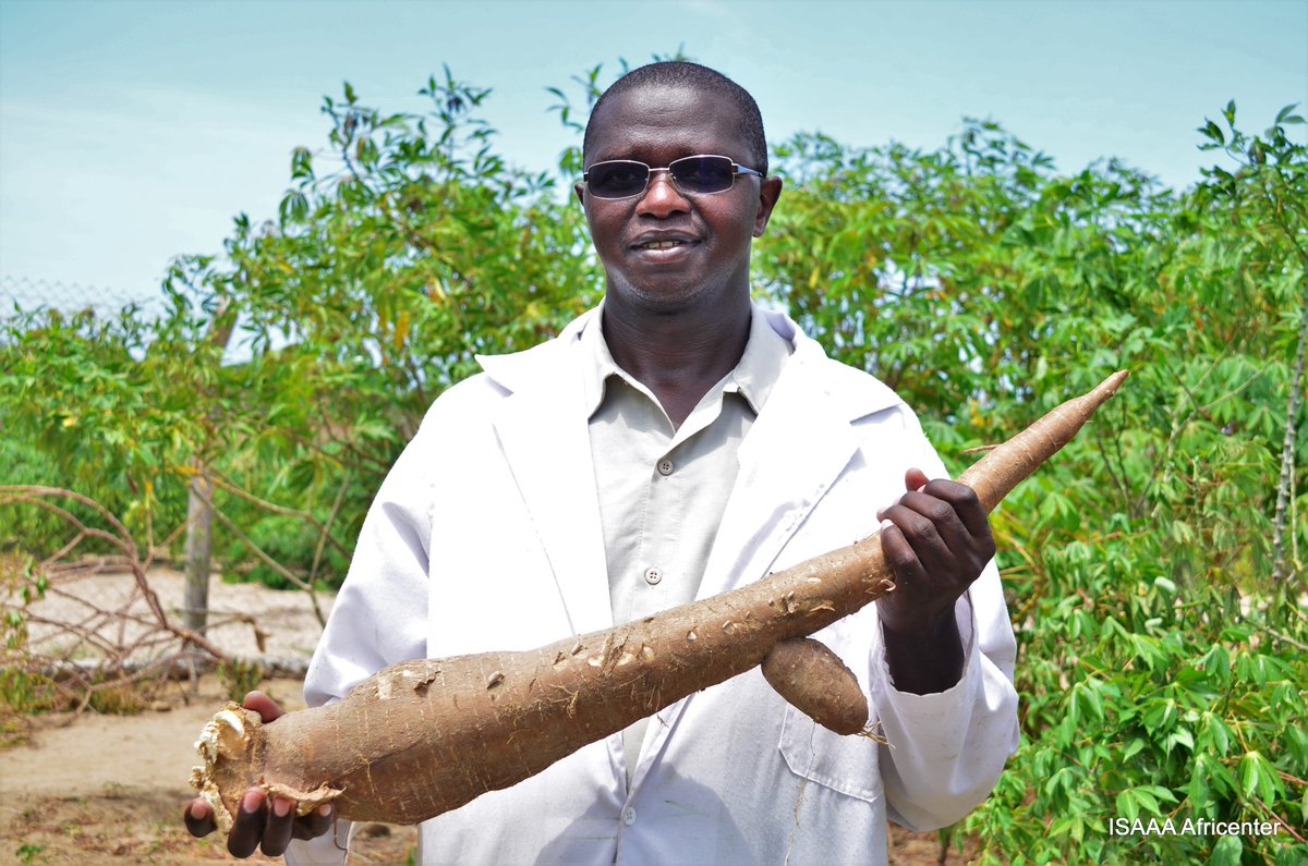 Cassava is an important food security crop. Sadly, we are losing it to two devastating viral diseases. Fortunately, #FarmShujaaz like Prof @dwmiano from @uonbi is leading #Kenyan scientists towards a solution. We celebrate you on this #MashujaaDay bitly.ws/XTHx
