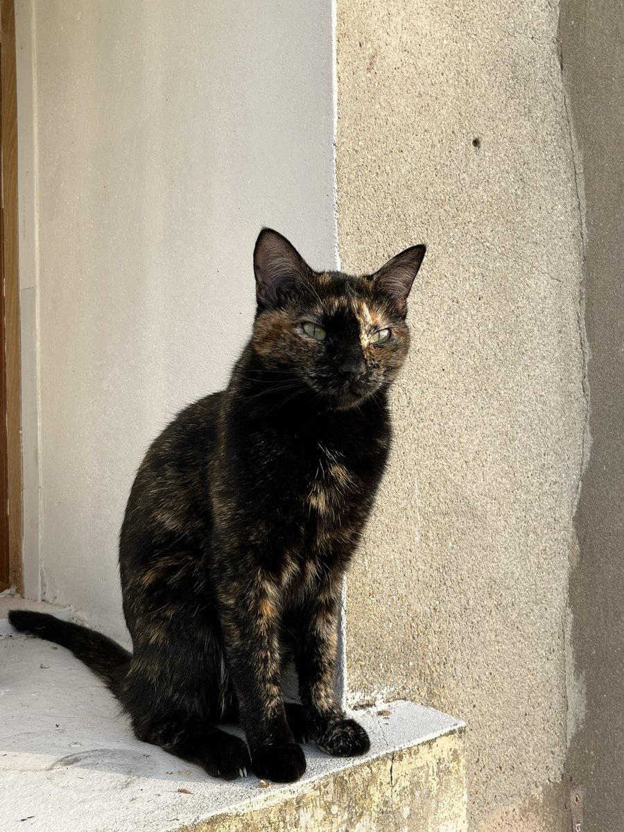 clorcd's tweet photo. @kallypygos Hellooo, je m’appelle Cloé et je te présente Sweït 🐾✨ https://t.co/1jwLhUtW3o