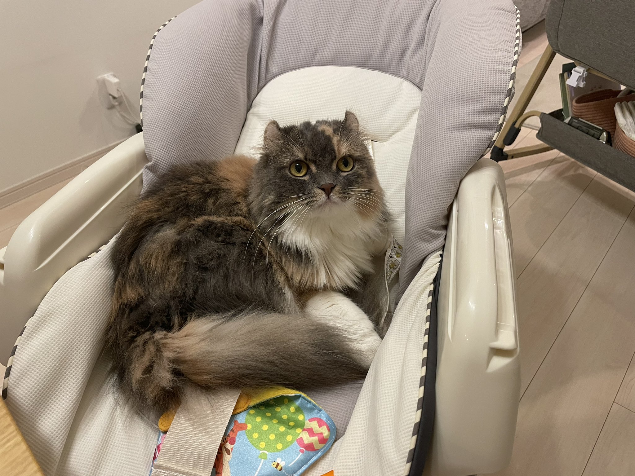 猫ココ カード検索 ｜ Z/X - Zillions of enemy X - ゼクス公式サイト