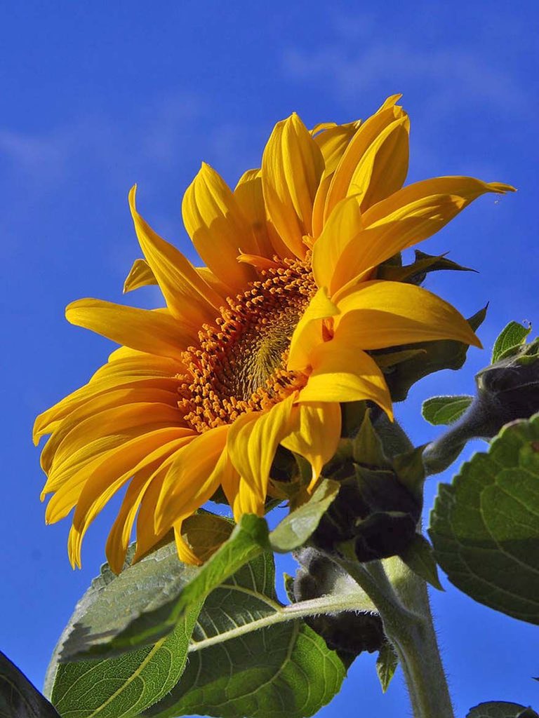 sunflower__usa's tweet photo. Sunflowers in full bloom, hearts in full sunshine https://t.co/TtTbNSi0Ul