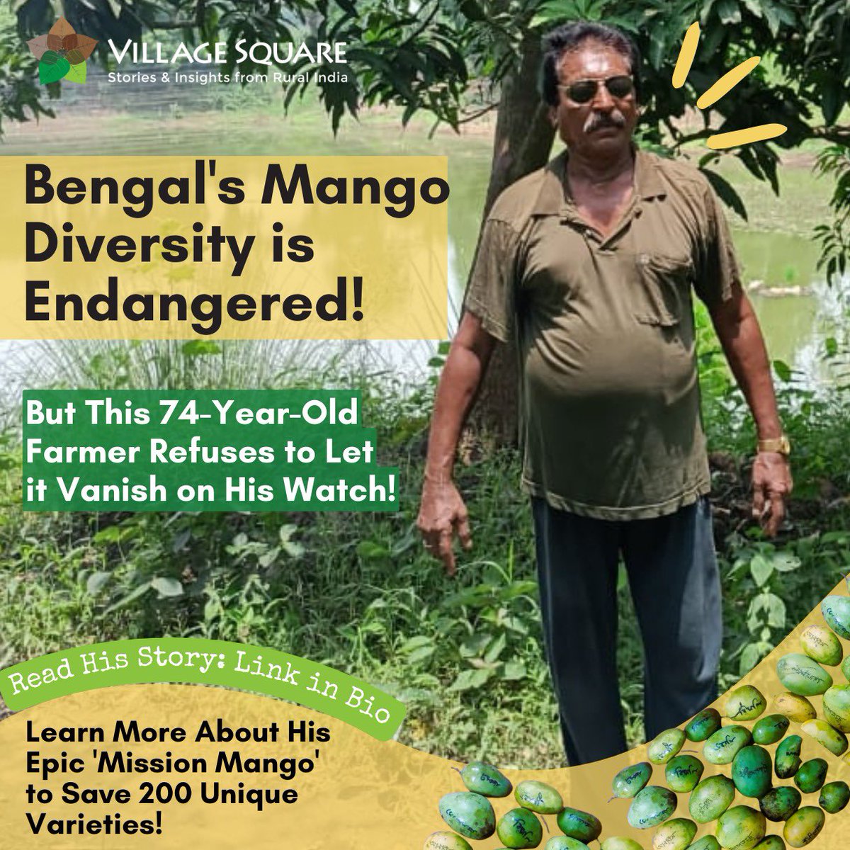 VillageSqIndia's tweet photo. Meet the Mango Maestro of Murshidabad, Bengal. ✨✨

Kushal Ghosh, a committed farmer is working on 'Mission Mango' -  to preserve 200 variety of mangoes that is rapidly vanishing🥭

🔗 Read more 👇 

https://t.co/04E3oot3ET

✍️ Hiren Kumar Bose

 #MissionMango #MangoMagic #BengalFarmers #MangoDiversity #villagesquare