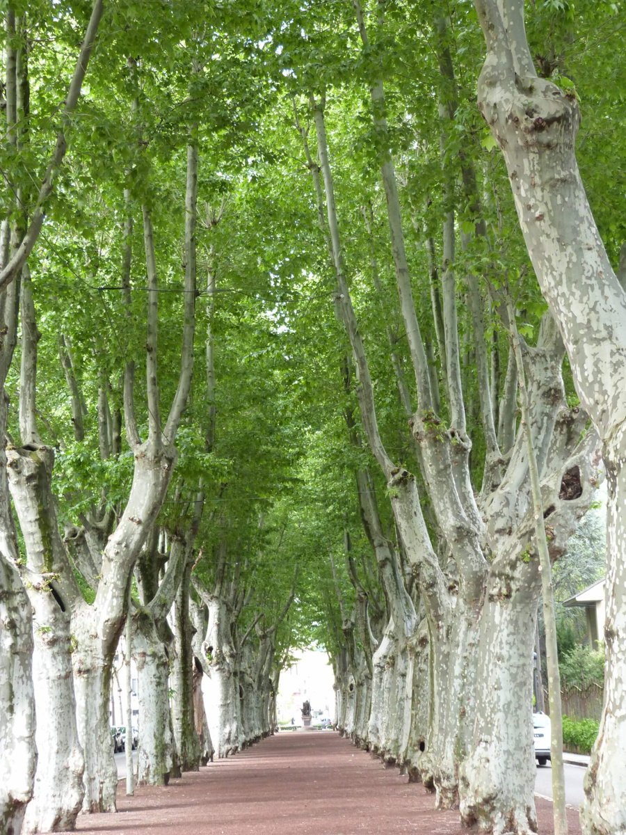 Viles Florides tweet media