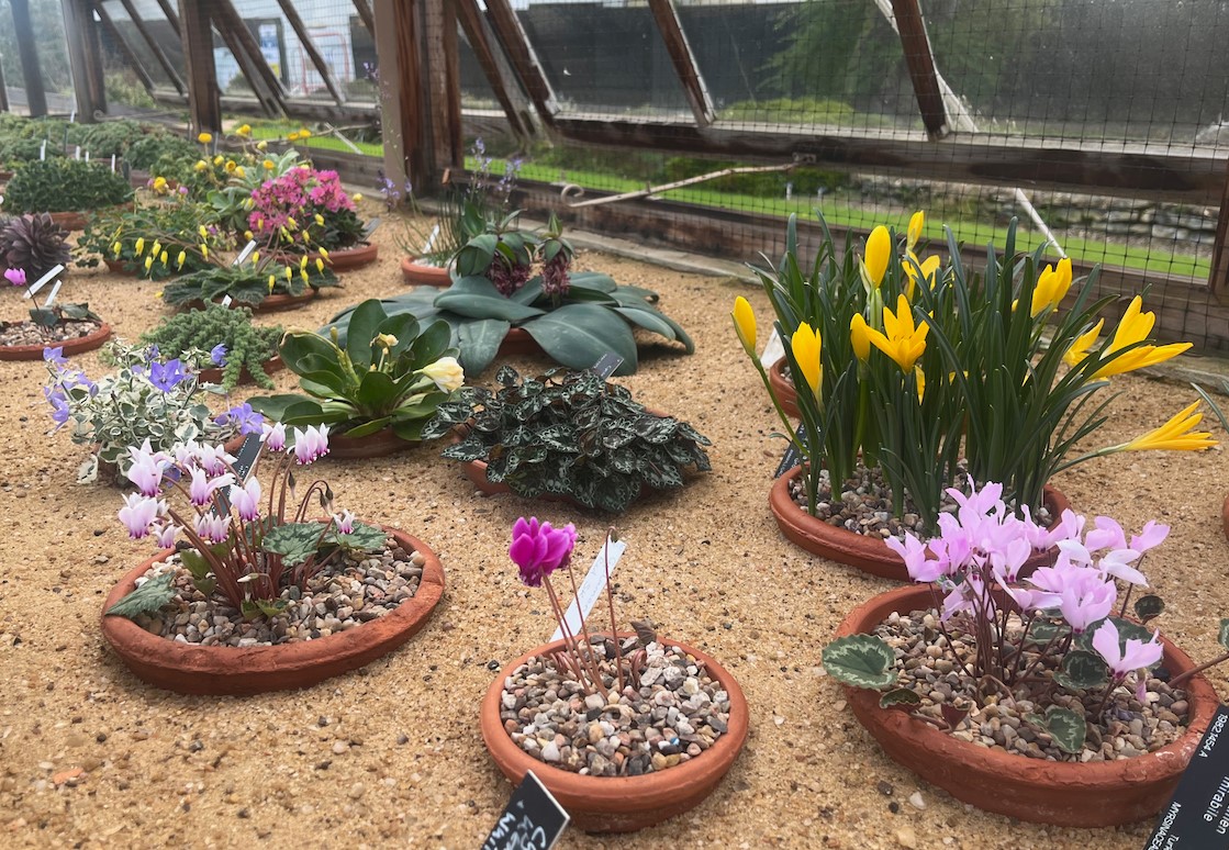 Our trainee, @AlpinesJT has had a busy summer & it looks like he will be just as engaged during the autumn months. Read all about his summer jobs & projects carried out this autumn at @TheBotanics in his blog: alpinegardensociety.net/joshua-tranter… This is the Alpine Display House at RBGE.