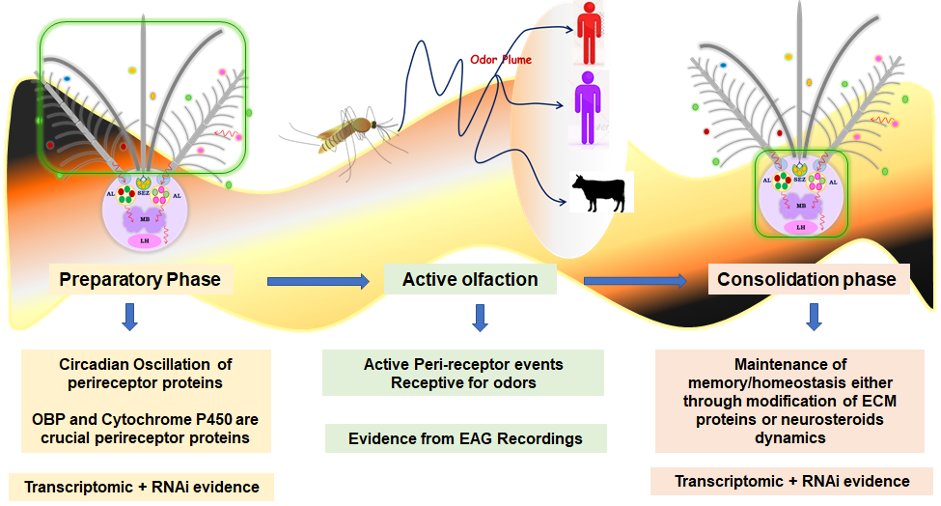 Krishanpal Karmodiya (@krishanpal_k) on Twitter photo 🦟🎵This time for mosquito! Excited to share this preprint on how mosquitoes detect and respond to smell and how it is different in day & night bitters. Led by brilliant @tanweedas. Thanks to collab <a href="/nimr_delhi/">ICMR - NIMR</a> & <a href="/_SLU/">SLU</a>. Funding <a href="/serbonline/">SERB</a> & <a href="/IISERPune/">IISER Pune</a>.
biorxiv.org/content/10.110… 🦟🎵This time for mosquito! Excited to share this preprint on how mosquitoes detect and respond to smell and how it is different in day & night bitters. Led by brilliant @tanweedas. Thanks to collab <a href="/nimr_delhi/">ICMR - NIMR</a> & <a href="/_SLU/">SLU</a>. Funding <a href="/serbonline/">SERB</a> & <a href="/IISERPune/">IISER Pune</a>.
biorxiv.org/content/10.110…