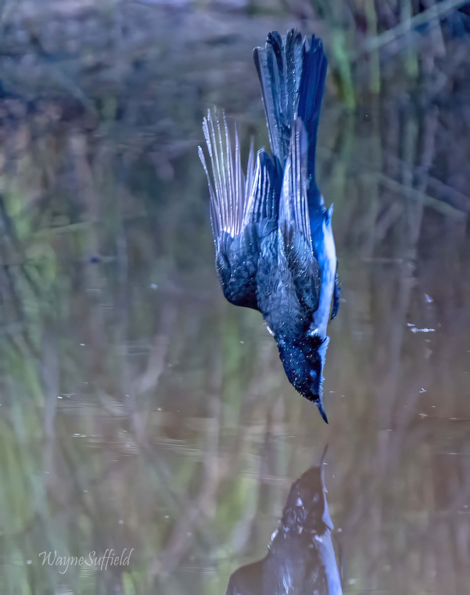 A rough capture of a Restless Flycatcher in mid-dive. Six times it entered the bush dam, each time vertically for a full submersion. October 18 near Ararat. #Australia #Ozbirds #birds #birdphotography #NaturePhotography #BirdsSeenIn2023 #birdsinflight #birdsinflightphotography