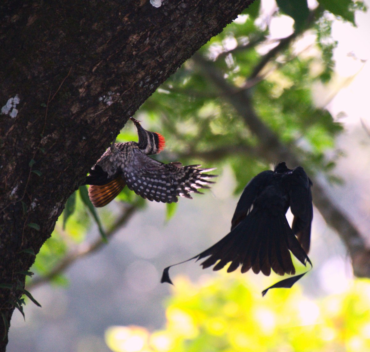 Conflict zone as the fight for food is on between Lesser Flameback woodpecker and Racket tail drongo. #IndiAves #TwitterNatureCommunity #Assam #NaturePhotography #birding #birdwatching