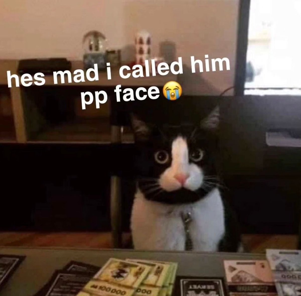 PostsOfCats's tweet image. 