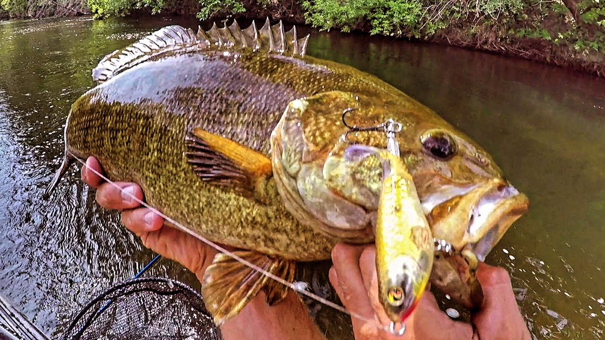 Top water in the fall? Here’s my best tips! 

centralpabassfishing.blogspot.com/2023/10/topwat…

#centralpabassfishing #fishing #bassfishing #topwaterfishing