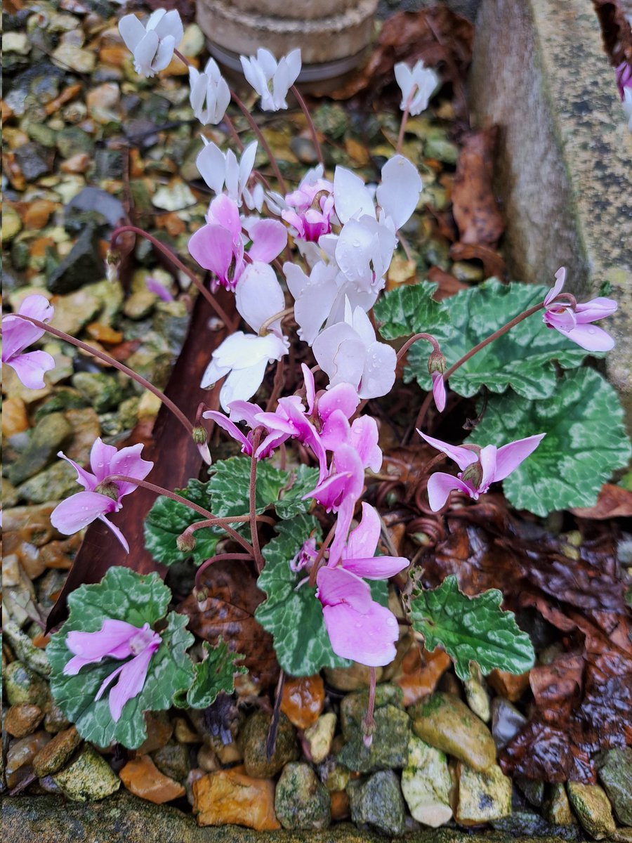 It's been rather wet and blustery! Hope these Cyclamen bring you as much cheer as they did me yesterday afternoon. #garden #GardeningTwitter #GardeningX #gardening #Autumn