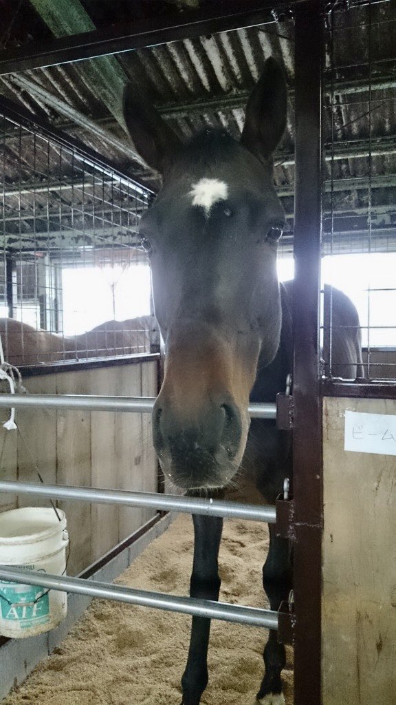 umalove20205's tweet photo. 炒飯派?ピラフ派( 'ω')?私はバリバリの炒飯派🙋♀️
ビーム🐴特集中‼️『どこ見てるか分からない( °◃◦) 』
#馬 #馬好き #馬好きさんと繋がりたい #雑学 #馬雑学 #horse #lovehorse #写真 #動物 #photo #photograph #引退馬 #キリトリセカイ #騸馬 #黒鹿毛 #darkbay #サラブレッド #元競走馬 https://t.co/WArER78XcK