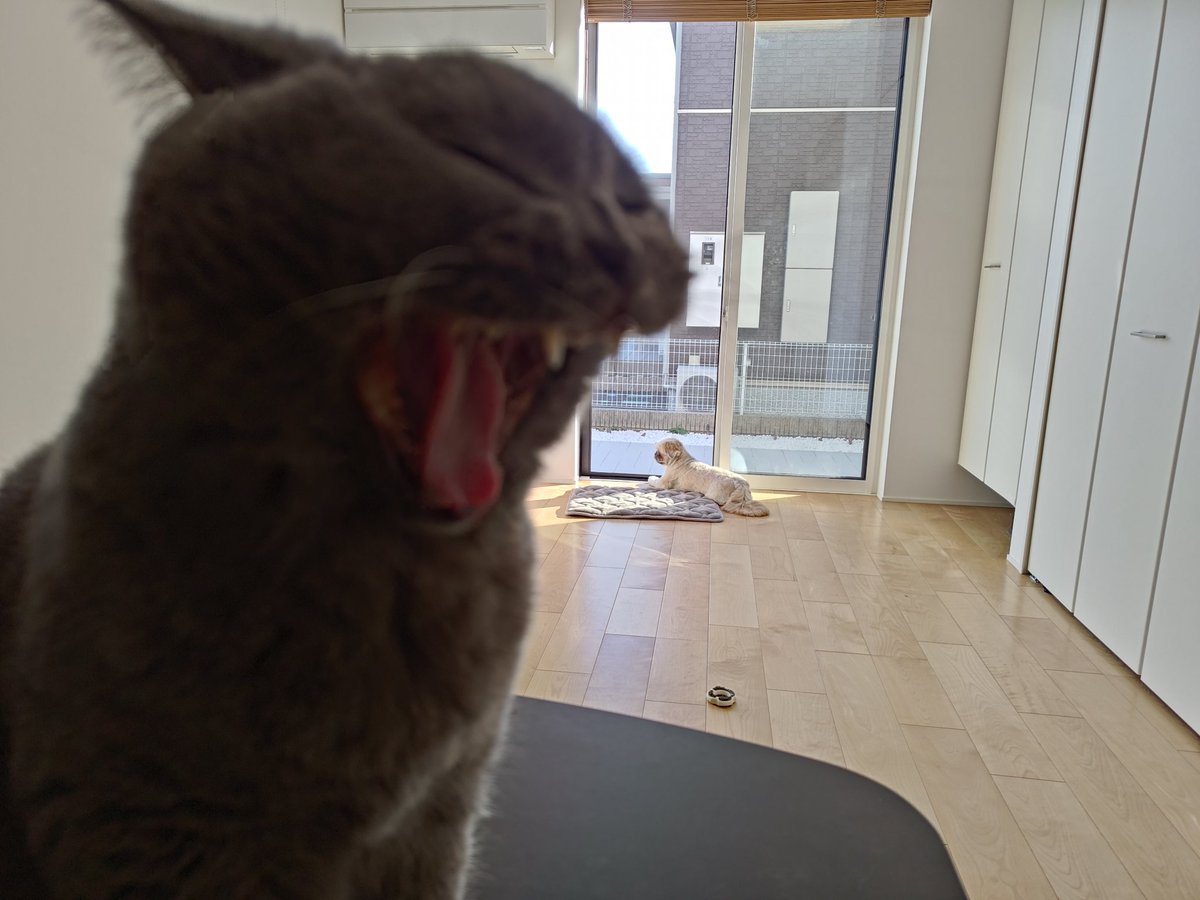 opimaruchiyo's tweet photo. 下校中の小学生を眺めるこてつとあくびするたいこ🐕🐈

#ブリティッシュショートヘア #BritishShorthair #CatsOnTwitter #ペキニーズ #シーズー #子犬 #puppylove https://t.co/169KvP4wnf
