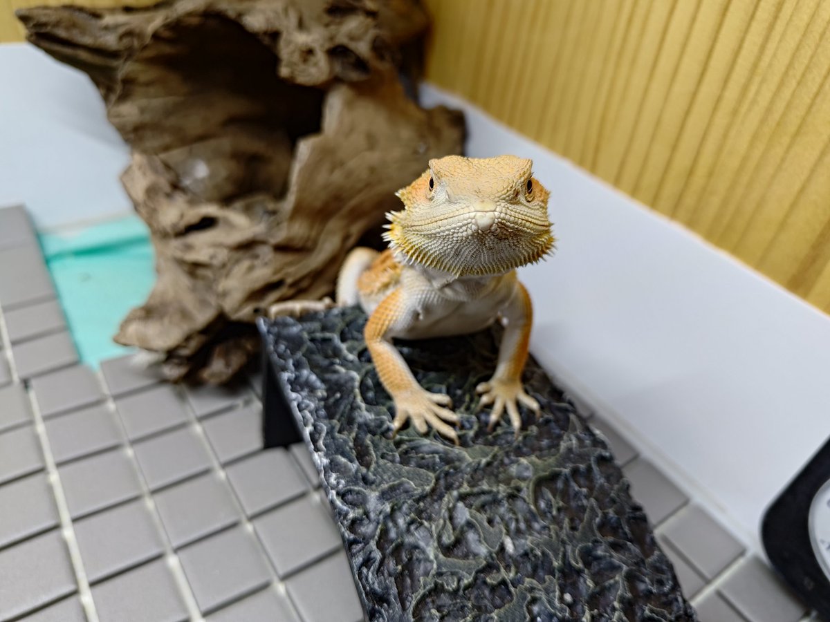 opimaruchiyo's tweet photo. 早く飯くれぇ！の顔してる🦎

#フトアゴヒゲトカゲ #フトアゴ #爬虫類 #witblits #beardeddragon https://t.co/JJtZkUfwqa