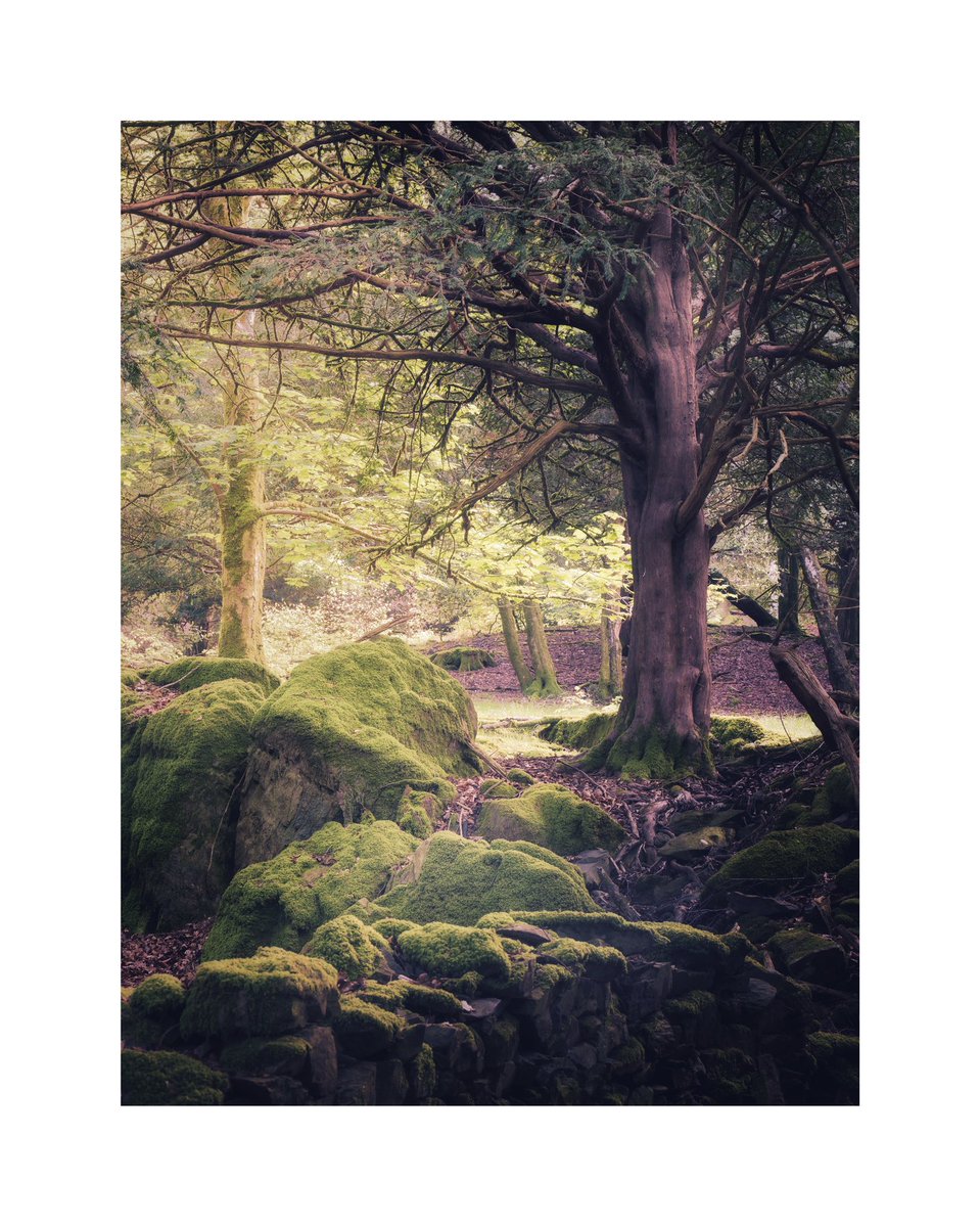 Gripped and Ancients Watch the video here👇 INCREDIBLE TREESCAPES - Mindful woodland photography YouTube.com/maliphotography #woodland #morninglight #appicoftheweek #woodland #mindful #trees #beautiful #treescapes #woodlandphotography #nature #woodland #trees #tree #forest