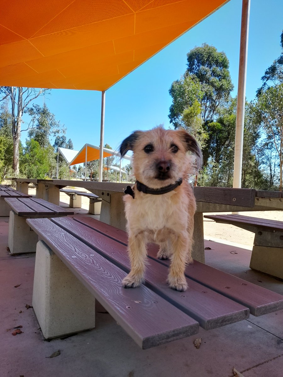 3DogsAust's tweet image. I'm happy to stay here in the shade, while you  run to the car and get some doggie treats for me? #dogsinsydney #Australia  #spring #playtime