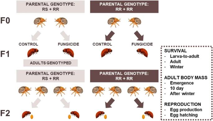Aigi Margus (@aigimargus) on Twitter photo In Europe, the fungicide sales have increased by 8% over the past decade📈! Ever wondered, how fungicide exposure affects pest insects? 🐞🔍
Read the full story: shorturl.at/aGTZ9
<a href="/_shaheds/">Shahed Saifullah</a> <a href="/mkankare6/">Maaria Kankare</a> <a href="/LeenaLindstrom/">Leena Lindström</a> <a href="/InvBiolRG/">Invasion Biology RG</a> #fungicides #pestinsects #agriculture In Europe, the fungicide sales have increased by 8% over the past decade📈! Ever wondered, how fungicide exposure affects pest insects? 🐞🔍
Read the full story: shorturl.at/aGTZ9
<a href="/_shaheds/">Shahed Saifullah</a> <a href="/mkankare6/">Maaria Kankare</a> <a href="/LeenaLindstrom/">Leena Lindström</a> <a href="/InvBiolRG/">Invasion Biology RG</a> #fungicides #pestinsects #agriculture