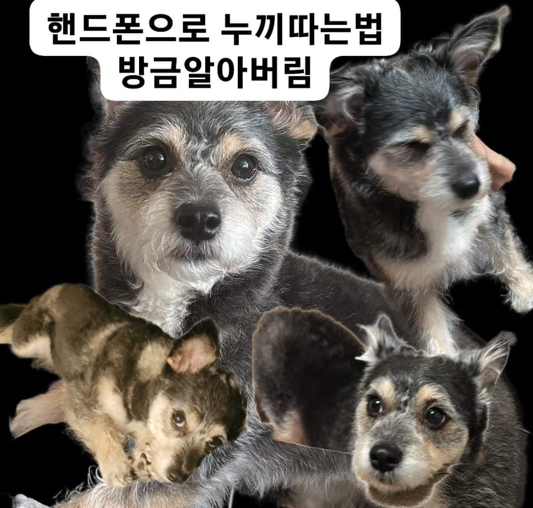 hong____si's tweet photo. 우리집 뭉뭉이좀 봐줘 😢 
#게친소 #ㄱㅊㅅ #게이 #ㄱㅇ https://t.co/sEOXKUI5zH