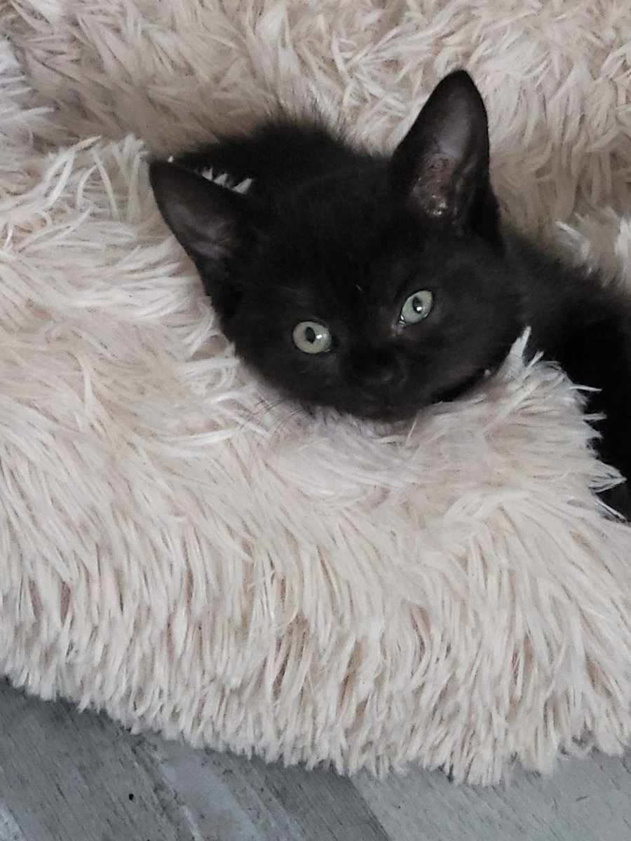 2 chatons nés le 7 août sont à l'adoption
Visibles à maisons Alfort dans le 94.
Le chaton gris est un mâle et le chaton noir est une femelle.
Tous les 2 sont très câlins .
RT appréciés et dm ouverts pour plus de renseignements.