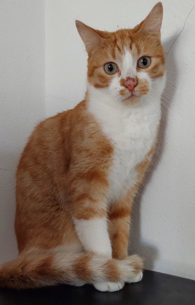 ElSindigato2021's tweet photo. #FelizViernes de gatetes guapos:

😍CRACKER: taronjeta de 1.5 años, tranquilo y bueno.
😎PITI: arrebatador siamés de solo 5 años. #gato único, quiere reinar en tu casa!
😽NADIR: bombón de 1.5 años, mas bueno que el pan.

Buscan hogar!

#Valencia Silvia 635127855 #AdoptaNoCompres https://t.co/3ToXWJOzpt