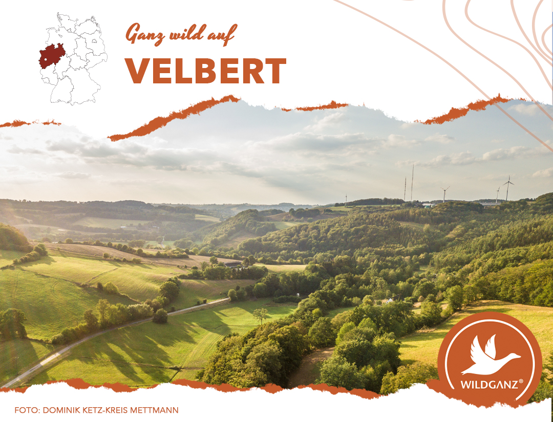 wildganz_com's tweet photo. Ganz wild auf #velbert

Die #Herbst- und #Winterzeit kann man in ##Velbert wunderbar verbringen und genießen. Bei gemütlichen #Wanderungen, einem warmen Getränk im Café, bei einem Besuch im Deutschen Schloss- und Beschlägemuseum oder im Hallenbad.

https://t.co/UlyS8XUyP7 https://t.co/aAMaCF12d8