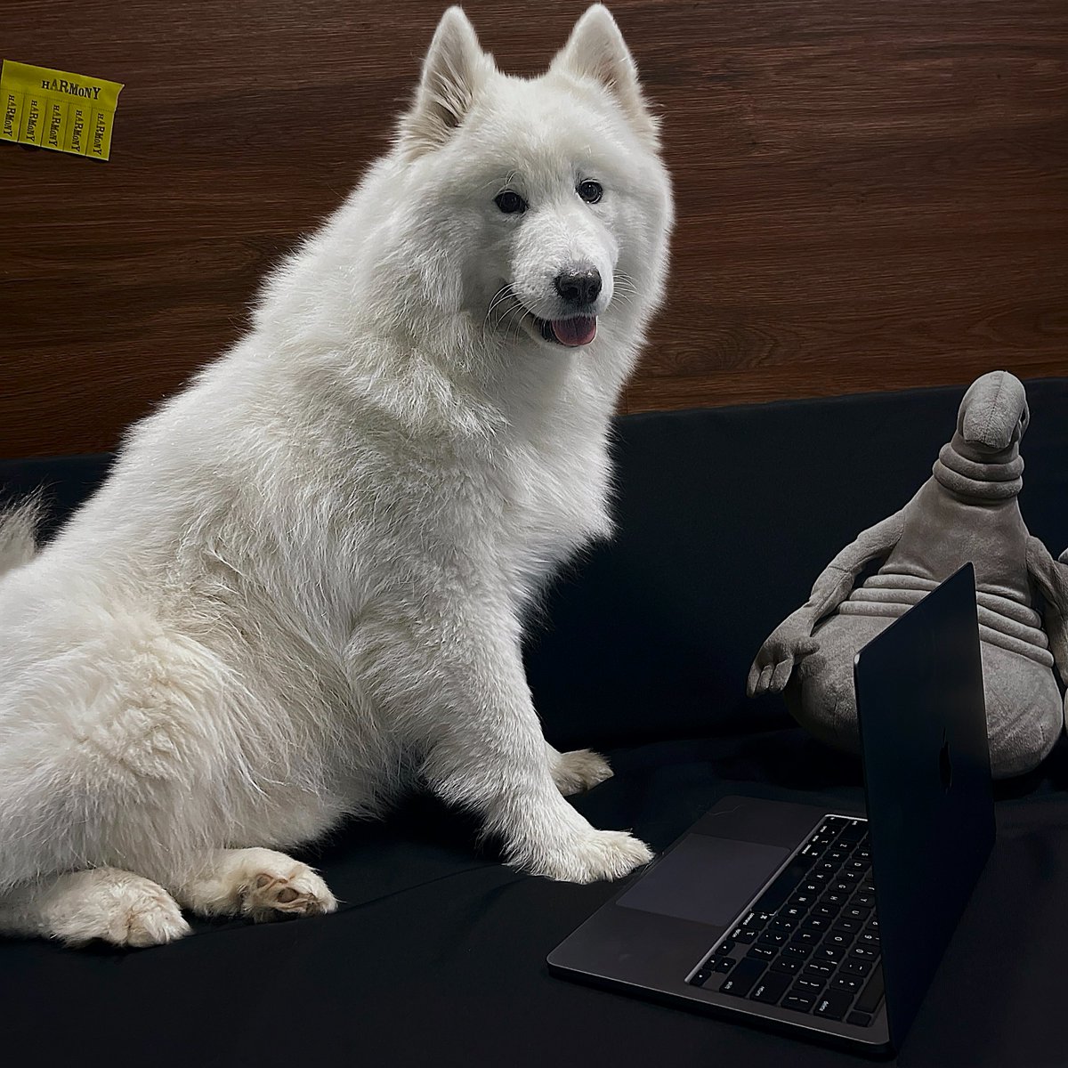 Welcome to our Pet-Friendly Office🐶
Look at this adorable dog! We want to remind you that our workspace is a haven for furry friends, where wagging tails and wet noses bring joy every day. 🐾