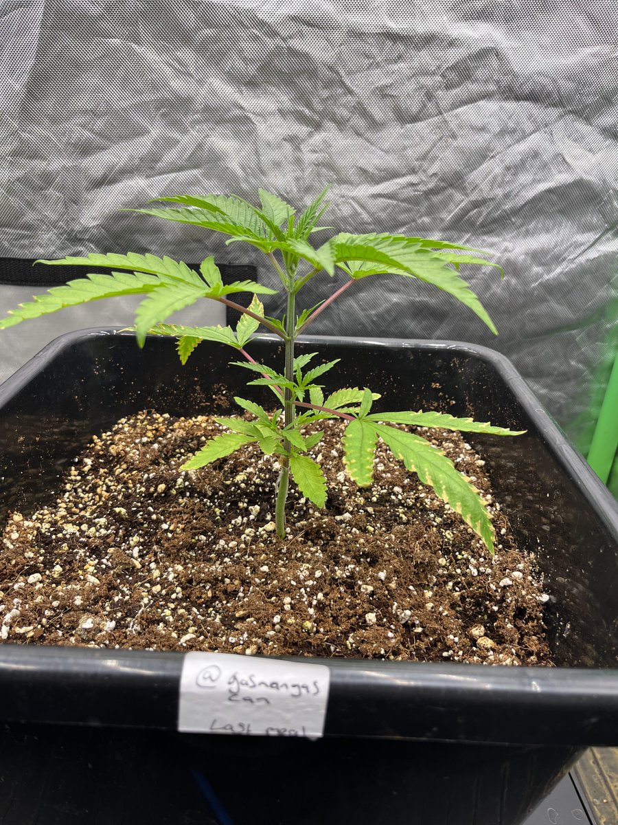 Whowaa's tweet image. ⁦@MarsHydroLight⁩ #FCE4800

#MarsMade #CannabisCommunity 

Never stop growing 👊🏼💚