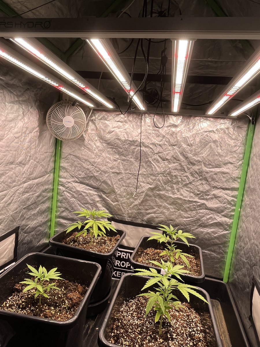 Whowaa's tweet image. ⁦@MarsHydroLight⁩ #FCE4800

#MarsMade #CannabisCommunity 

Never stop growing 👊🏼💚