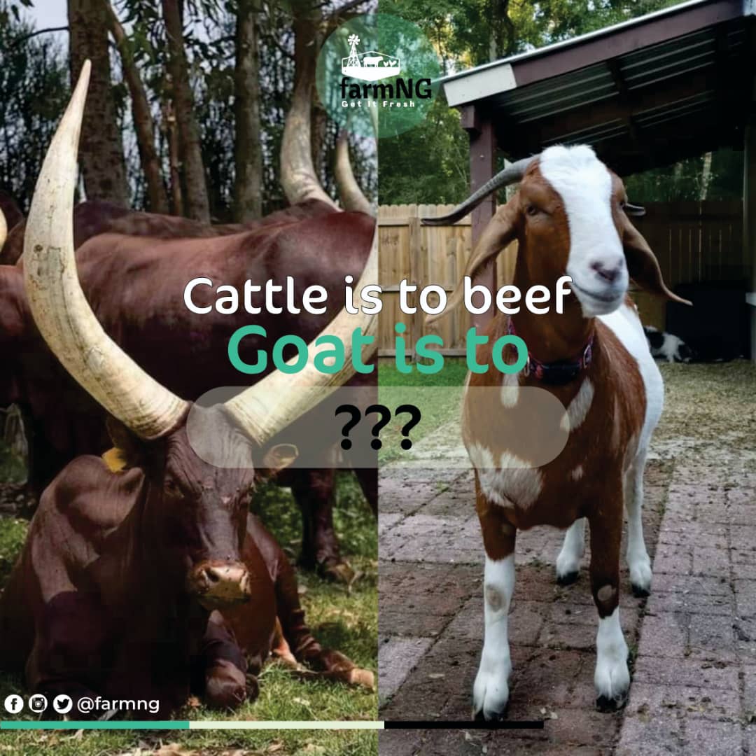 FarmNG_'s tweet photo. It's Friday 💃. Let's do a little quiz, if y'all fail this (bombastic side eye) 🌚🌝

CATTLE IS TO BEEF AND GOAT IS TO?
Let's goooo 🤪

#friday #tgif #Davido #endsars #farmersmarket https://t.co/mxl6LT7cwr