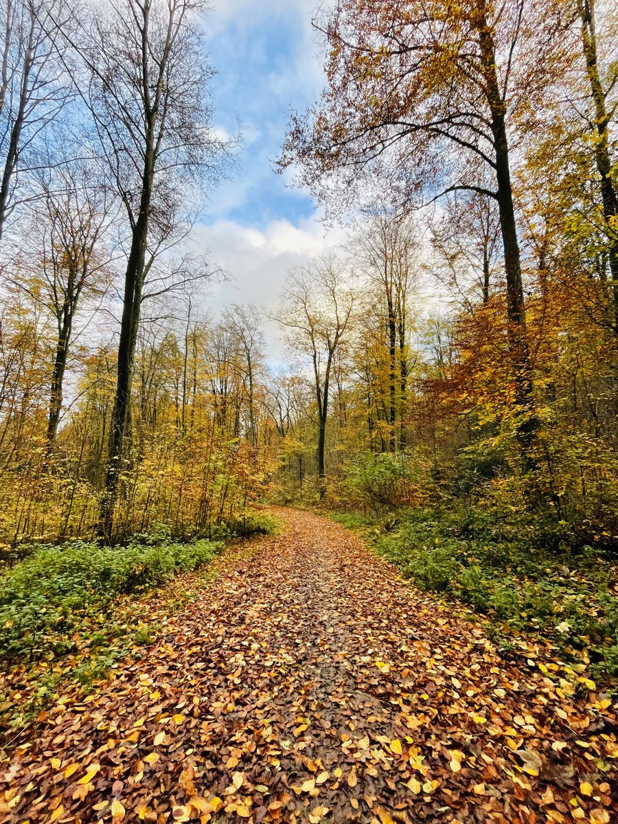 parthsavalia's tweet photo. #Autumn🍁
The season of letting go🍂 https://t.co/wdZva2diIB