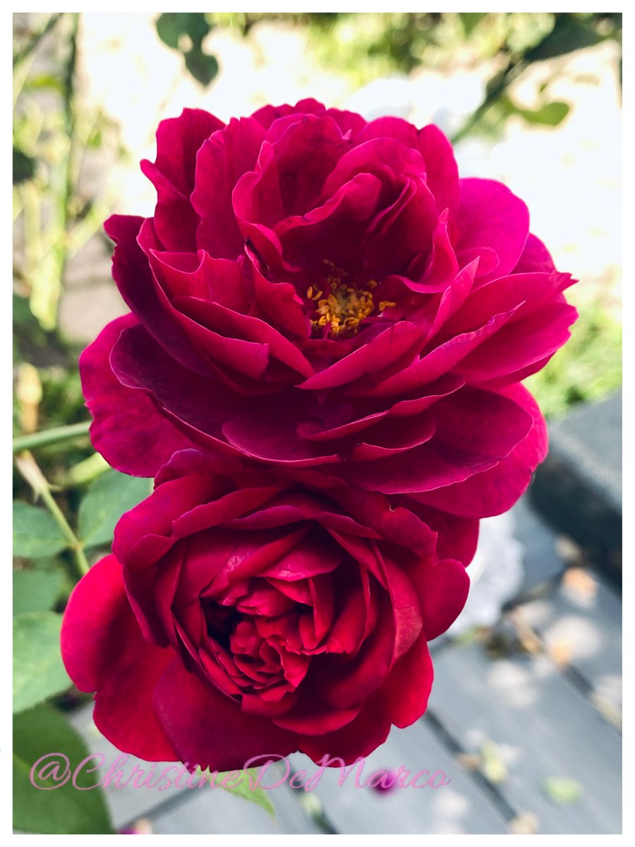 christinedemar's tweet photo. My Darcey Bussell by ⁦@DAustinRoses⁩ are still blooming #MyGarden 🥰Soon, I will be missing them, my dramatic autumn reds, so let me share them before they’re gone. 
I love 💕 this colour! 
#Gardening 
#FlowersOnFriday #FridayFlowers #Roses #NotRoseWednesday https://t.co/JQ1NOPEbZc