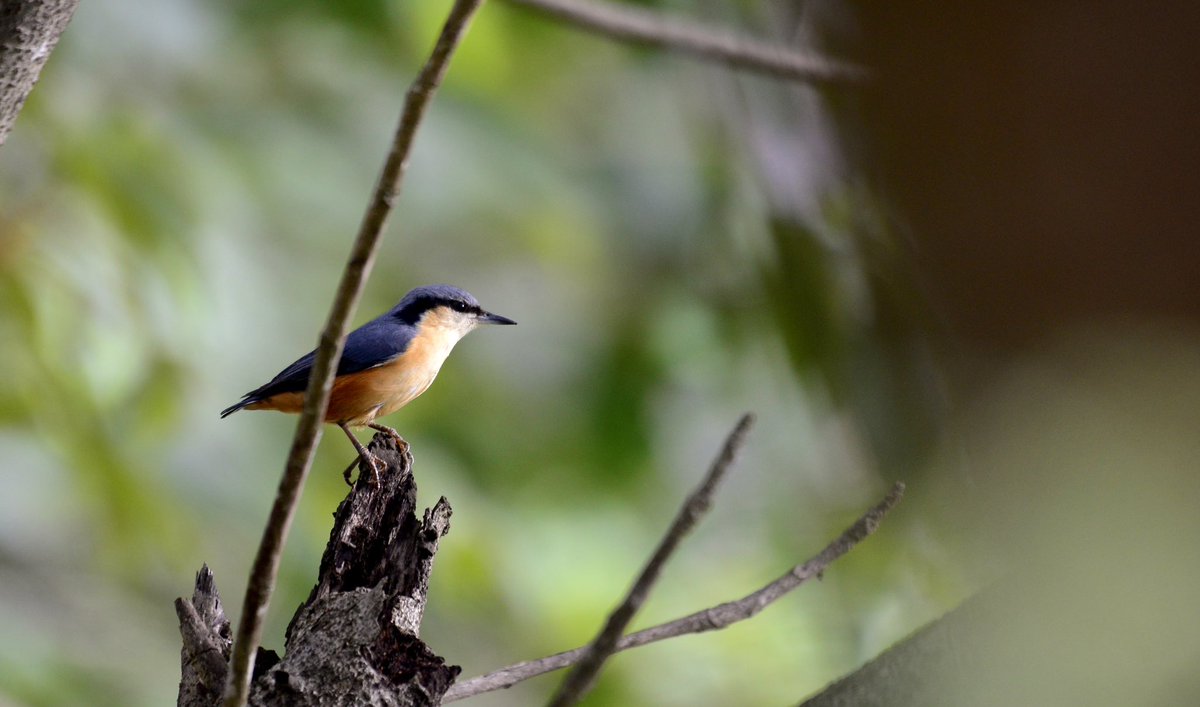 Chestnut-bellied Nuthatch #Arunachal #BirdsOfTwitter #IndiAves #birdphotography #Nature