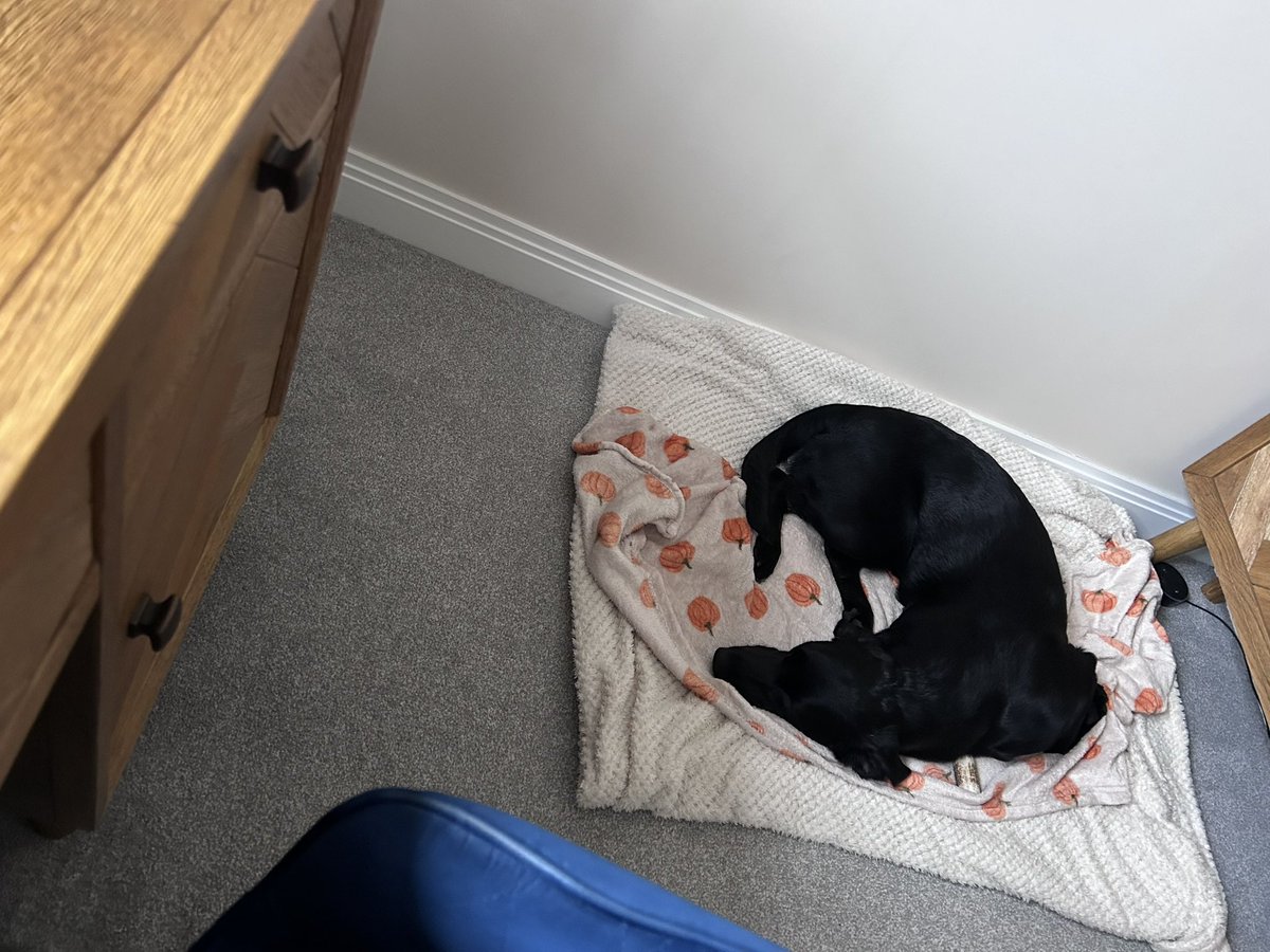 It’s a tough life being an office dog.