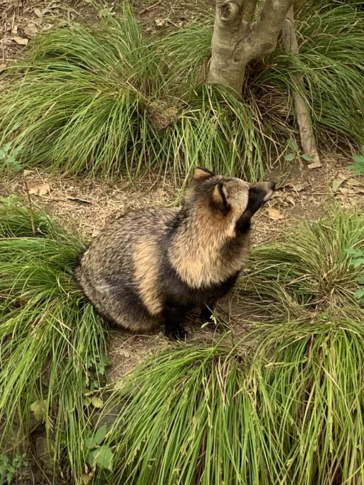 しっぽの太い動物可愛すぎんだろ 