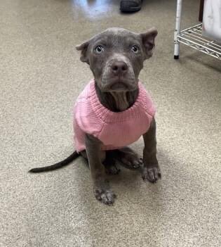 BearyHappy04's tweet photo. 🚨URGENT RESCUE NEEDED🚨
#FortWorth #Texas 

MERCY 54623582 is a 2-month-old pittie mix.
Limping on her back leg. Multiple scabs on her body &amp; a hernia😞
Mercy needs rescue to help her get the medical attention she needs - PLEDGES APPRECIATED

*Xrays pending*
 #dogsoftwitter #TX https://t.co/7yfm0x8GOZ