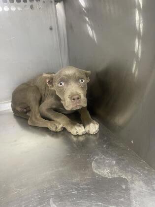 BearyHappy04's tweet photo. 🚨URGENT RESCUE NEEDED🚨
#FortWorth #Texas 

MERCY 54623582 is a 2-month-old pittie mix.
Limping on her back leg. Multiple scabs on her body &amp; a hernia😞
Mercy needs rescue to help her get the medical attention she needs - PLEDGES APPRECIATED

*Xrays pending*
 #dogsoftwitter #TX https://t.co/7yfm0x8GOZ