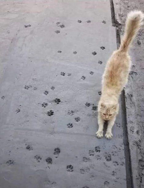 ShouldHaveCat's tweet image. Art