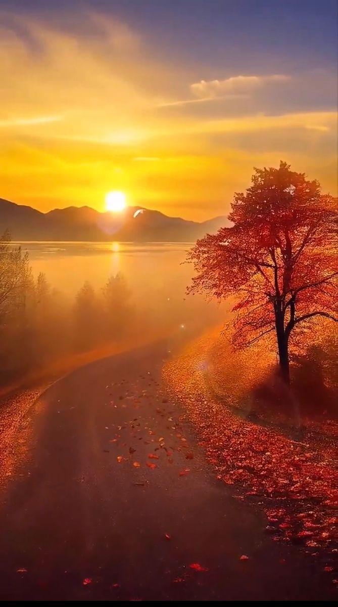 wildflower501's tweet photo. Morning..🍂☀️ https://t.co/vZ9byJER4p