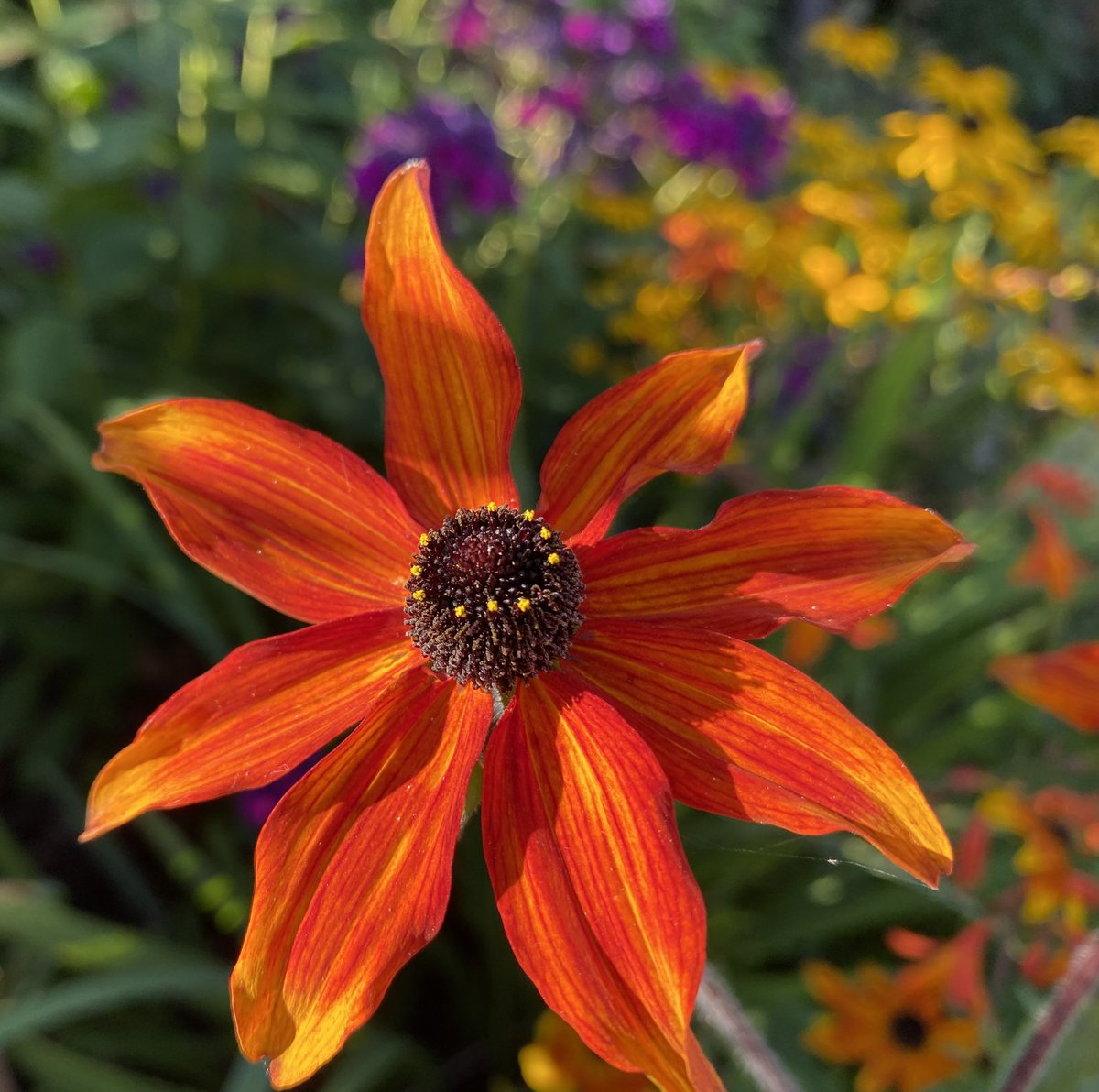 PotteringPolly's tweet photo. I don’t know about all of you, but what I need on a dark rainy morning is a reminder of summer 🌿🧡💜💛🩷🌿

#FlowersOnFriday #rudbeckia #flowers #mygarden https://t.co/SJnVBVeWkz