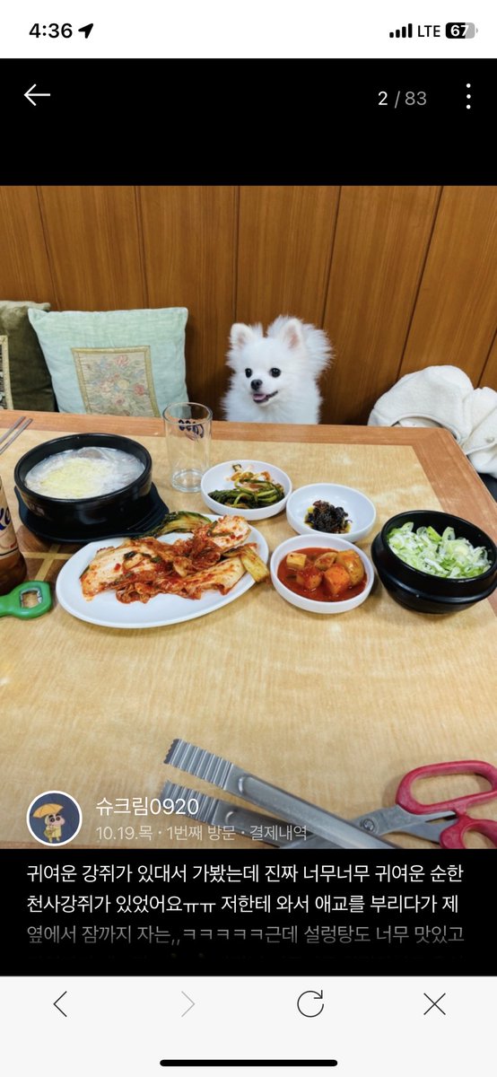 혼밥하면 강아지가 와서 자리 채워주는 국밥집ㅋㅋㅋㅋ 너무 귀엽다 진짜ㅋㅋㅋㅋㅋ