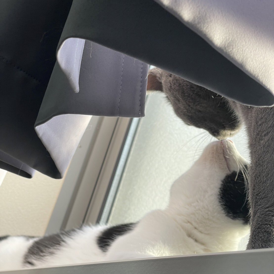 gomaruna0814's tweet photo. カーテンの中の密会
 #猫 #猫好きさんと繋がりたい #猫のいる暮らし #保護猫　#cat #CatsOfTwitter  #ねこ https://t.co/VozjKkGbh1