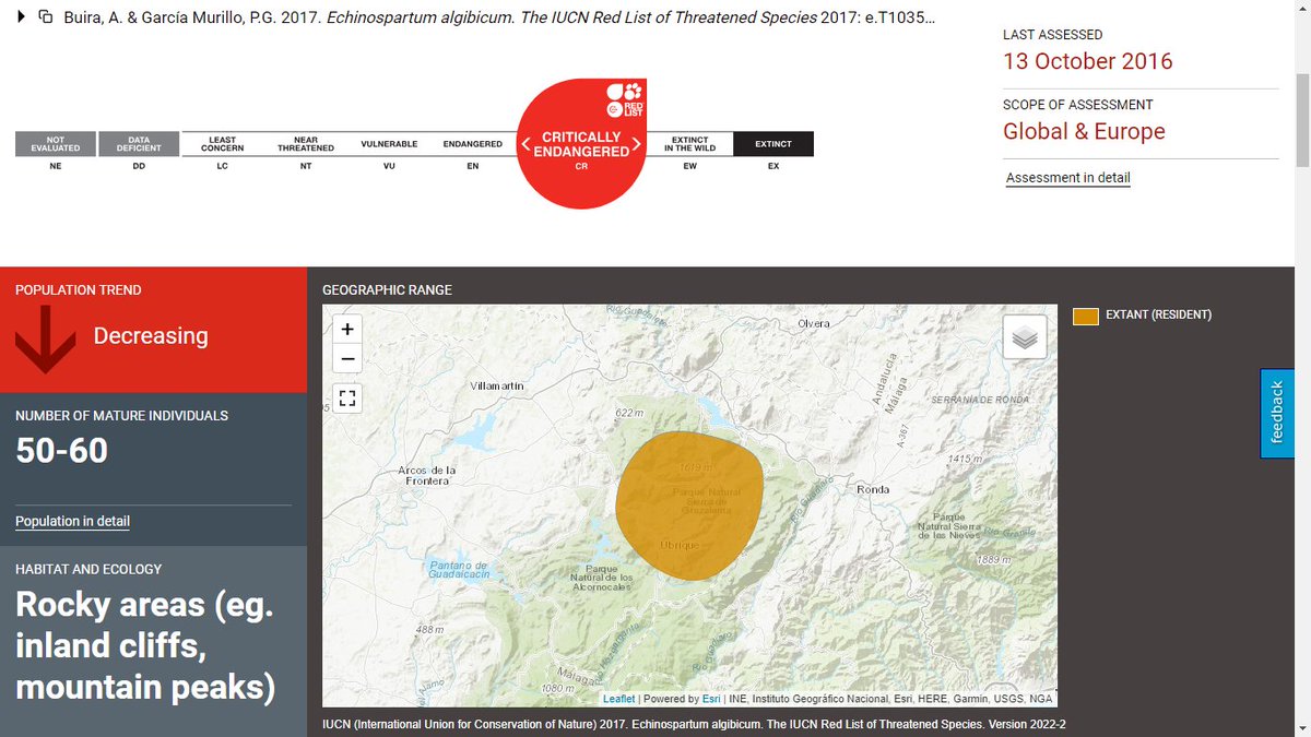 Echinospartum algibicum es una especie endémica del Parque Natural Sierra de Grazalema que se encuentra en peligro crítico de extinción. En colaboración con la Fundación Grazalema Regenerativa y gracias al apoyo de <a href="/SpeciesFund/">Mohamed bin Zayed Species Conservation Fund</a>, preparamos un proyecto para su conservación.