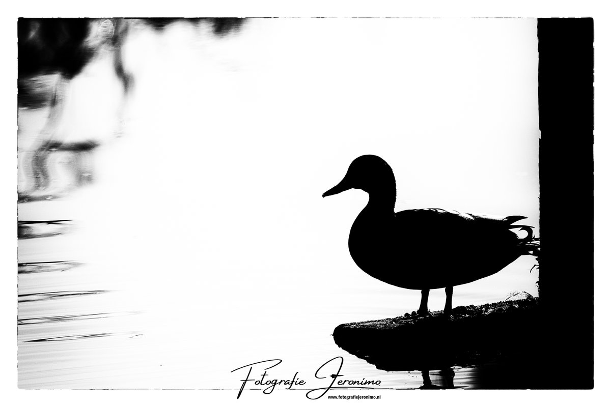 Het is maar weer eens een grijze regenachtige (vrij)dag dus dat vraagt om een zwart-wit #silhouet foto 🦆😎

#zwartwit #zwartwitfoto #zwartwitfotografie #bnw #blackandwhite #blackandwhitephotography #eend #duck #silhouet #silhouette #vrijdag #friday @vogelnieuws #FridayVibes