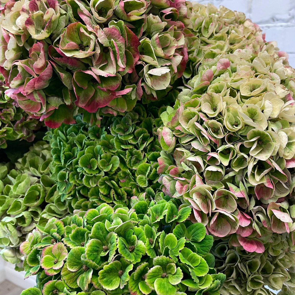 evolveflowers tweet media