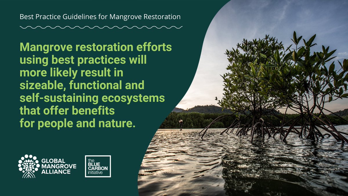 Mangrove Action Project (@mangroveproject) on Twitter photo 🌿We're excited to see the release of the best practice guidelines for mangrove #restoration🌱
Successful #mangrove restoration can help the fight against #climatechange🌎
Check out this brilliant new tool from <a href="/Mangroves/">Global Mangrove Alliance</a> & <a href="/BlueCarbon_BCI/">BlueCarbonInitiative</a>: mangrovealliance.org/best-practice-… 🌿We're excited to see the release of the best practice guidelines for mangrove #restoration🌱
Successful #mangrove restoration can help the fight against #climatechange🌎
Check out this brilliant new tool from <a href="/Mangroves/">Global Mangrove Alliance</a> & <a href="/BlueCarbon_BCI/">BlueCarbonInitiative</a>: mangrovealliance.org/best-practice-…
