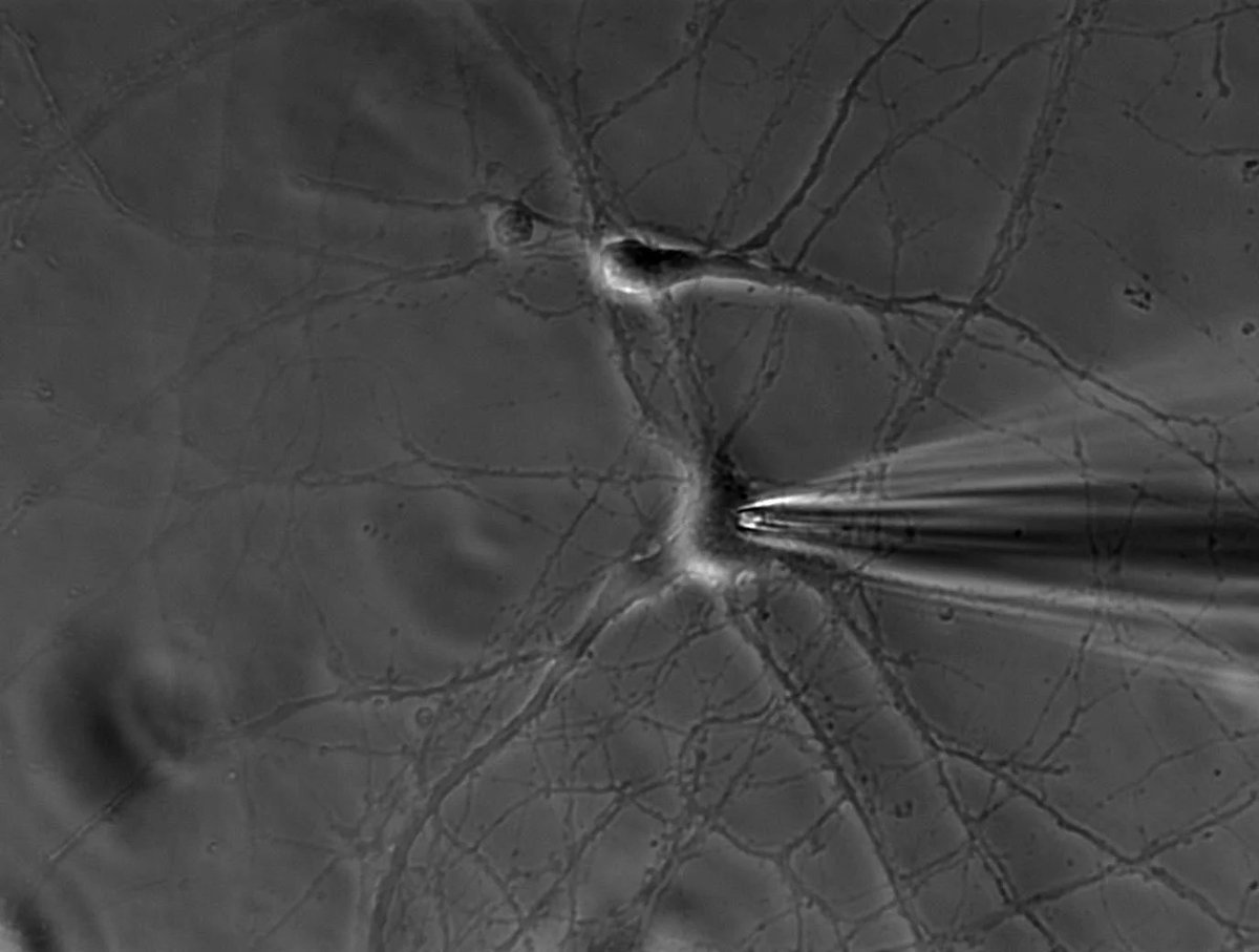 An opportunity for an Electrophysiology Senior Research Associate to join my team. Looking for talent with patch-clamp experience in neurons. Project on vasomotor neurons and blood flow control #pharmacology #ionchannels #neuroscience #cardiovascular

vacancies.uea.ac.uk/vacancies/452/…