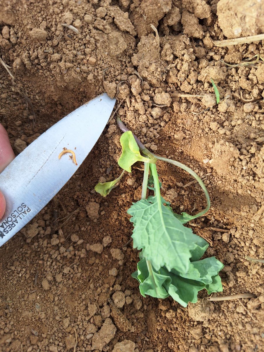 TeiaG2012's tweet photo. Fan mal en aquests estadis tan primerencs #filferro #colza #Agriotes sp https://t.co/Oj5z4sp5Gt