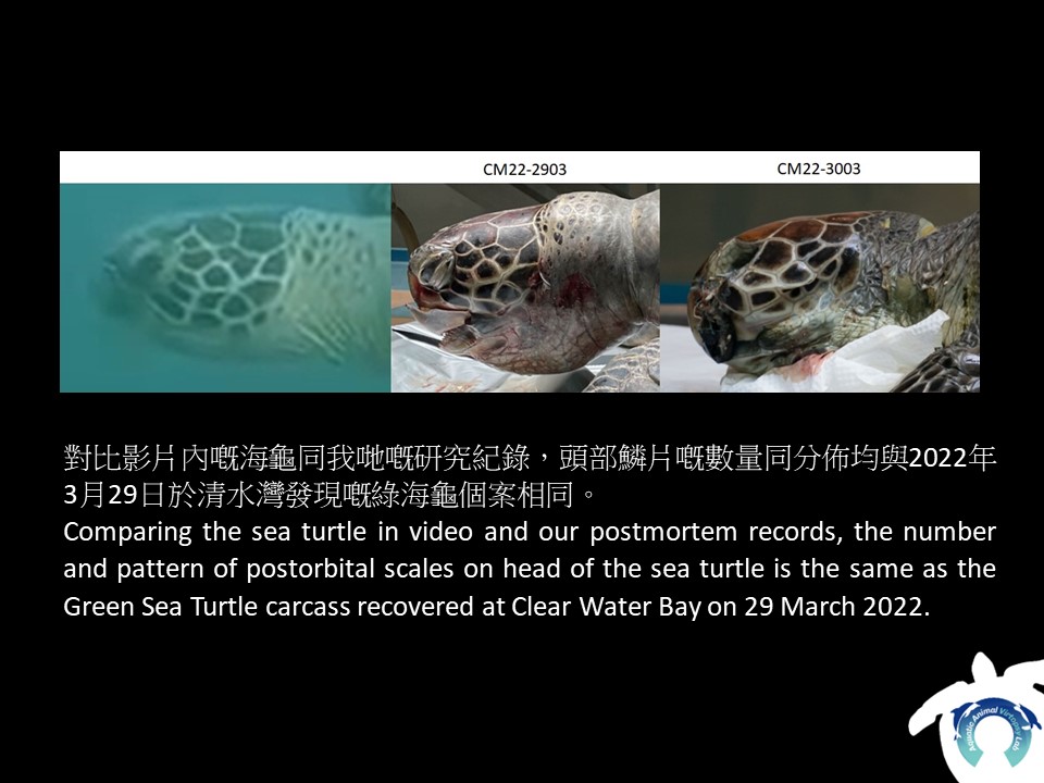 AAVLab2014's tweet photo. [Calling for sea turtle sightings in Hong Kong waters!]
If you have taken photos or videos of sea turtles in HK during the encounter, please share them with us via social media or email (cltsui9@cityu.edu.hk), together with date, time, location, GPS etc. We will always credit you https://t.co/eJXSvMGspa